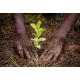 1 arbre planté avec Reforest'Action