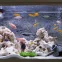 Un aquarium propre avec la chamoisette en microfibres