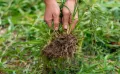 Comment fabriquer un désherbant naturel efficace et puissance contre les mauvaises herbes ?