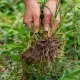 Comment fabriquer un désherbant naturel efficace et puissance contre les mauvaises herbes ?