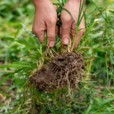 Comment fabriquer un désherbant naturel efficace et puissance contre les mauvaises herbes ? Comment fabriquer un désherbant naturel efficace et puissance contre les mauvaises herbes ?