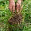 Comment fabriquer un désherbant naturel efficace et puissance contre les mauvaises herbes ?