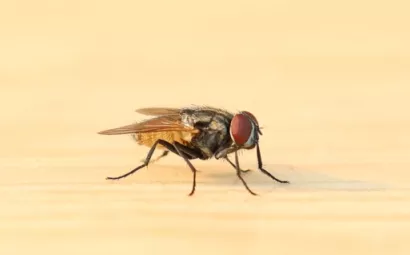 Comment enlever les crottes de mouche sur les vitres ou les murs ? Comment enlever les crottes de mouche sur les vitres ou les murs ?