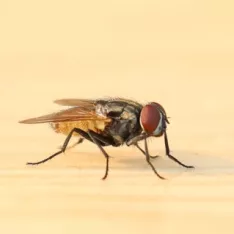 Comment enlever les crottes de mouche sur les vitres ou les murs ? Comment enlever les crottes de mouche sur les vitres ou les murs ?