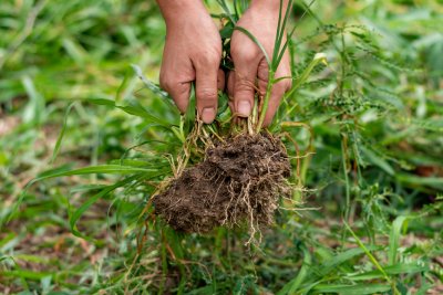 Le désherbant naturel agit généralement dans les 48h